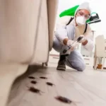 مكافحة الحشرات | الحل الأمثل لحماية منزلك من الآفات والحشرات المزعجة